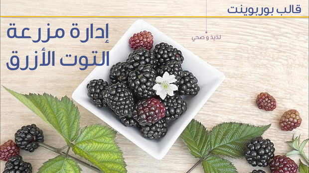 عرص تقديمي -إدارة مزرعة التوت الأزرق - 41 شرائح