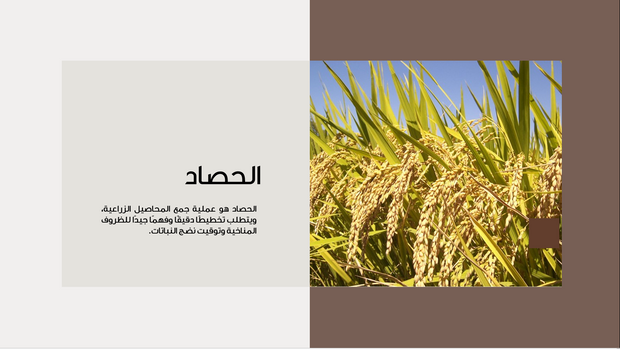قالب عرض تقديمي عرض الحصاد الزراعي -36 شريحة