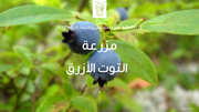 قالب عرض تقديمي عرض إدارة مزرعة التوت الأزرق -41 شريحة 
