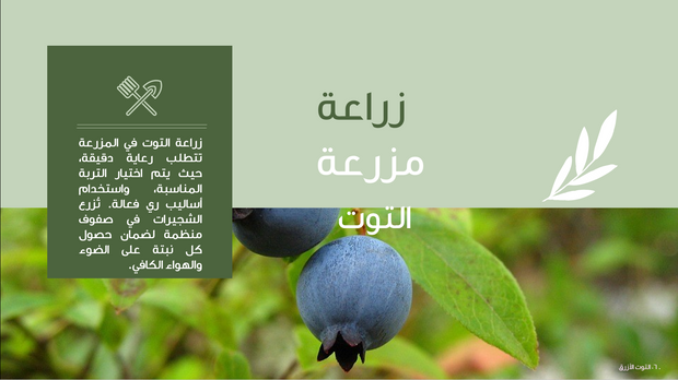 قالب عرض تقديمي عرض التوت الأزرق -41 شريحة